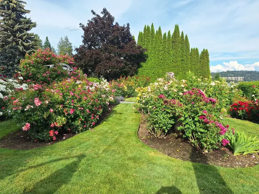 Roses by the lake