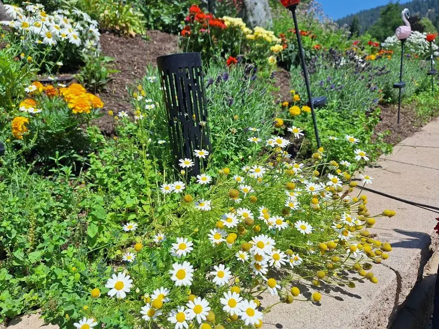 Shasta Daisies