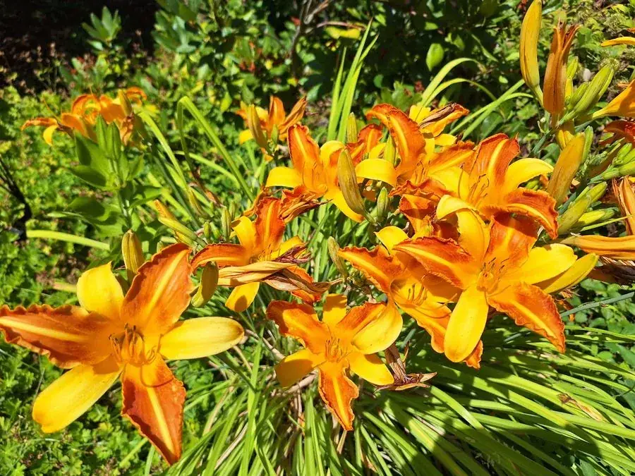Daylilies