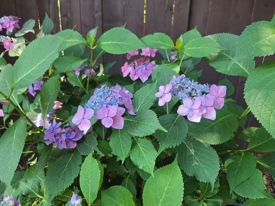 Hydrangea