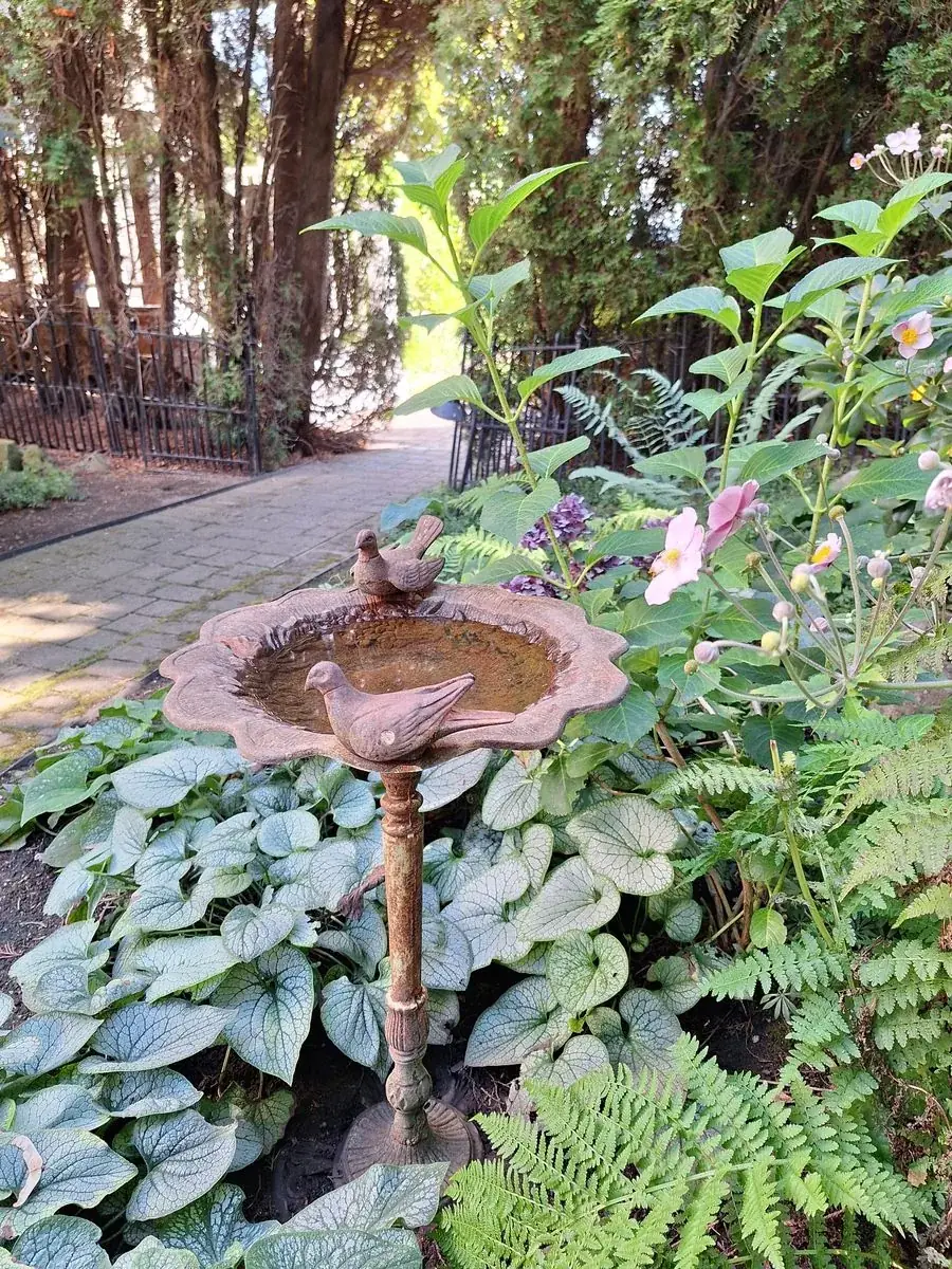Stone birdbath among hostas