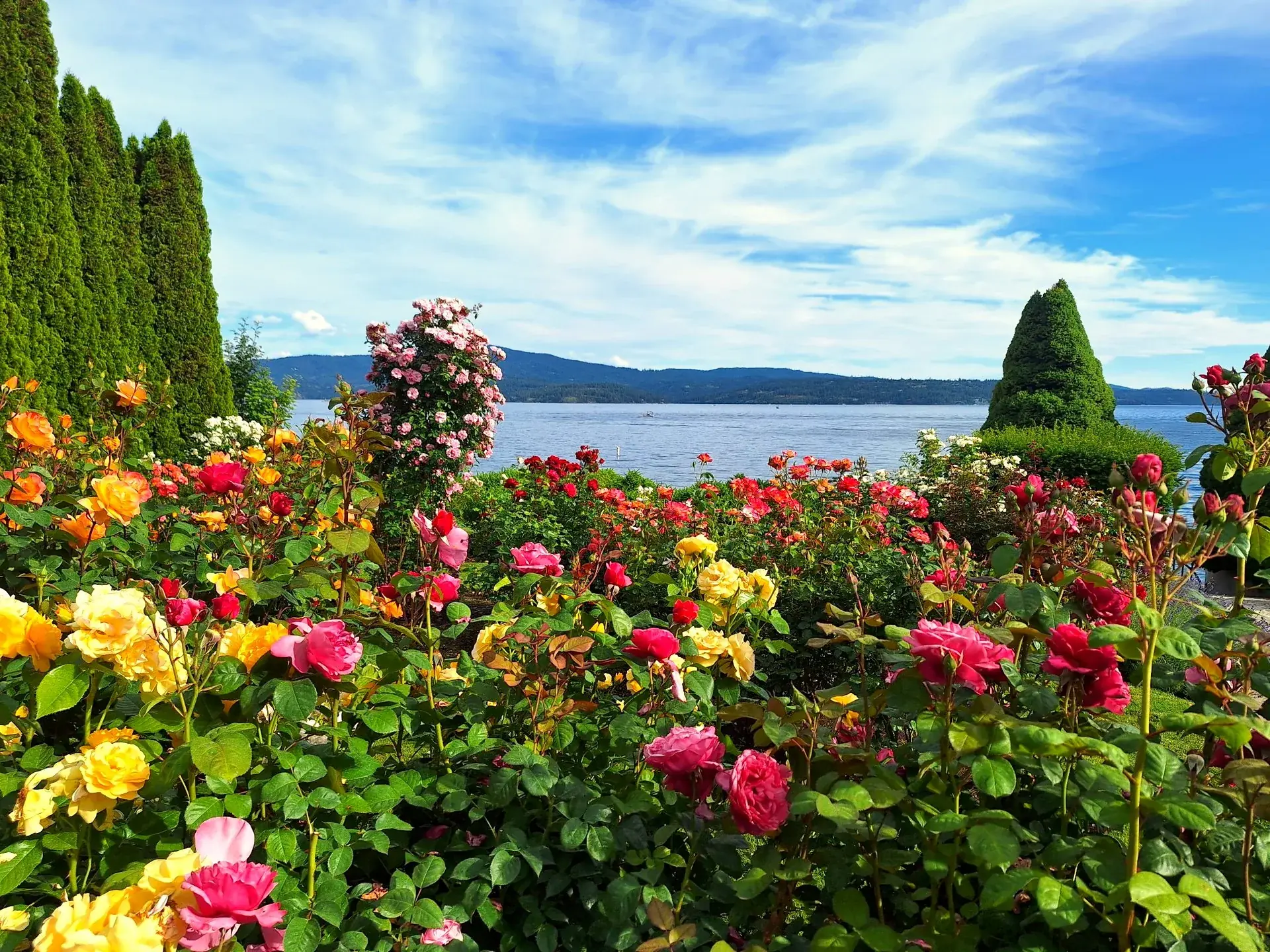 Rose garden in full bloom overlooking the lake