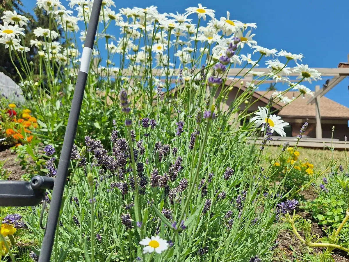 Daisies and lavender in bloom