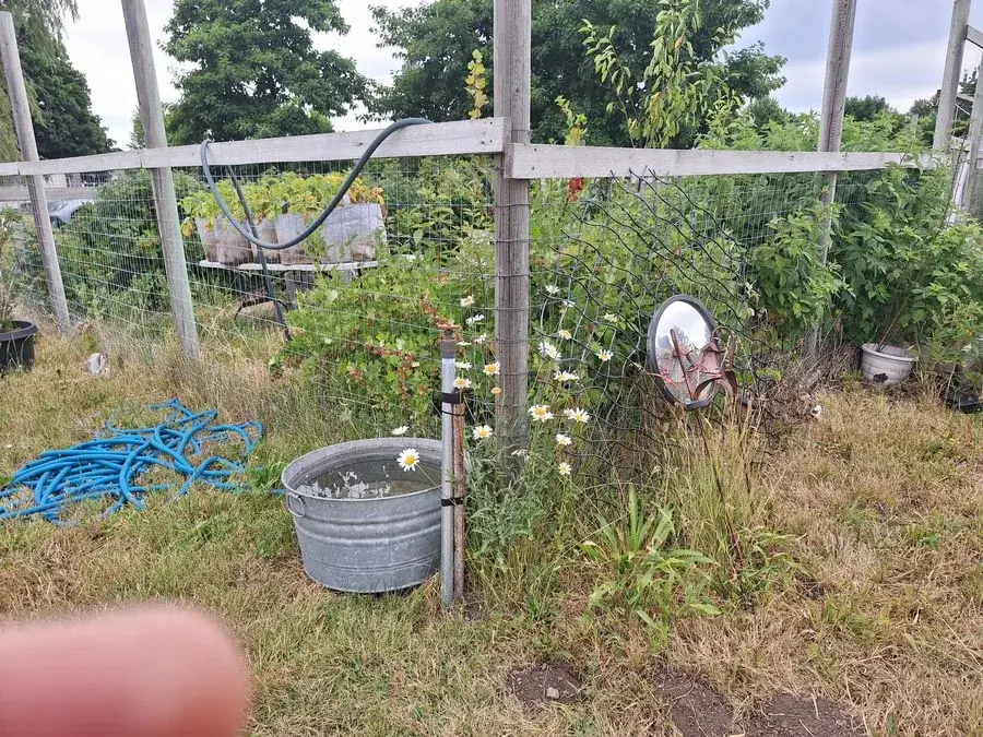 Watering and tending the garden