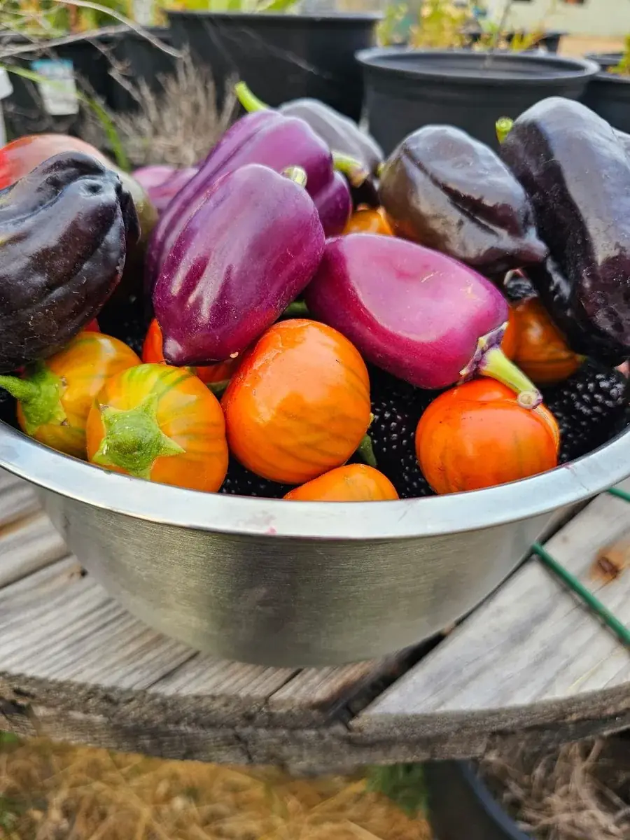 Basket of eggplant and produce