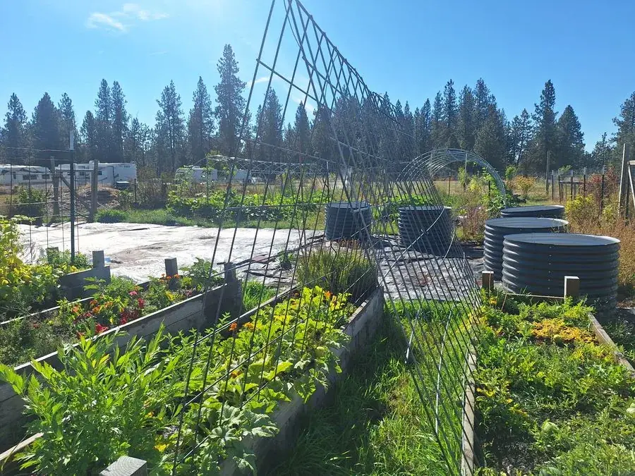 Vegetables growing on trellis