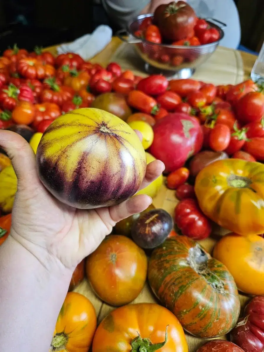Late-summer harvest