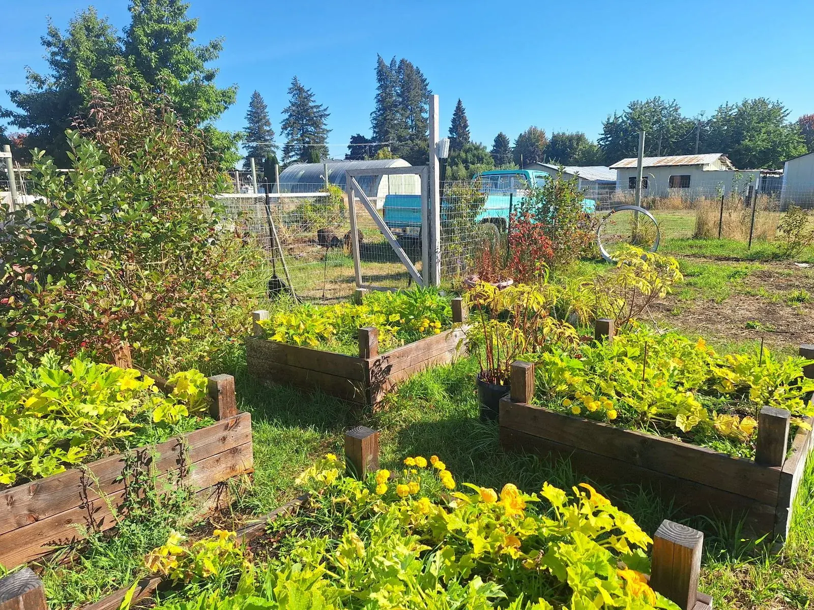 Raised Beds in Summer