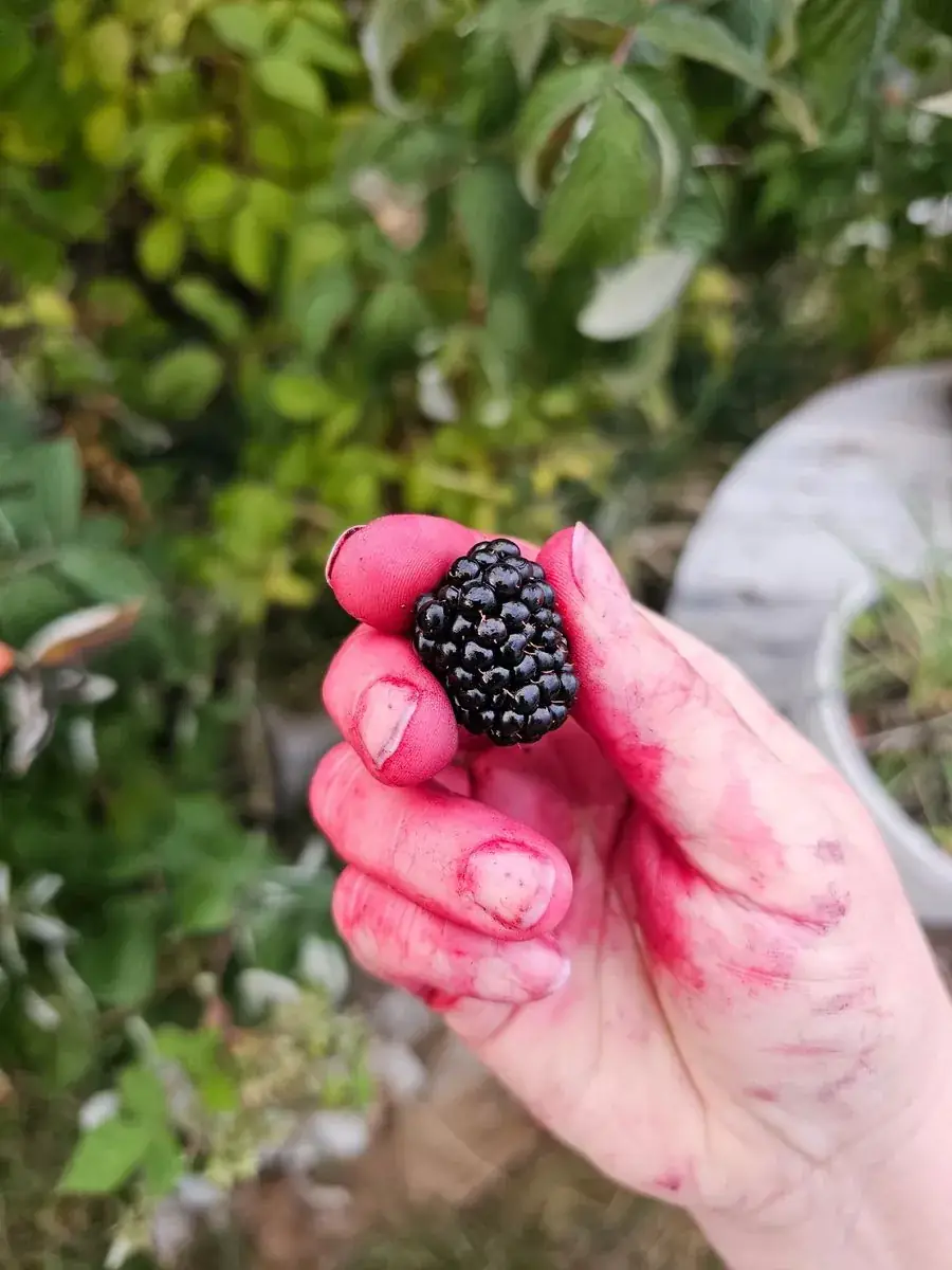 Blackberries